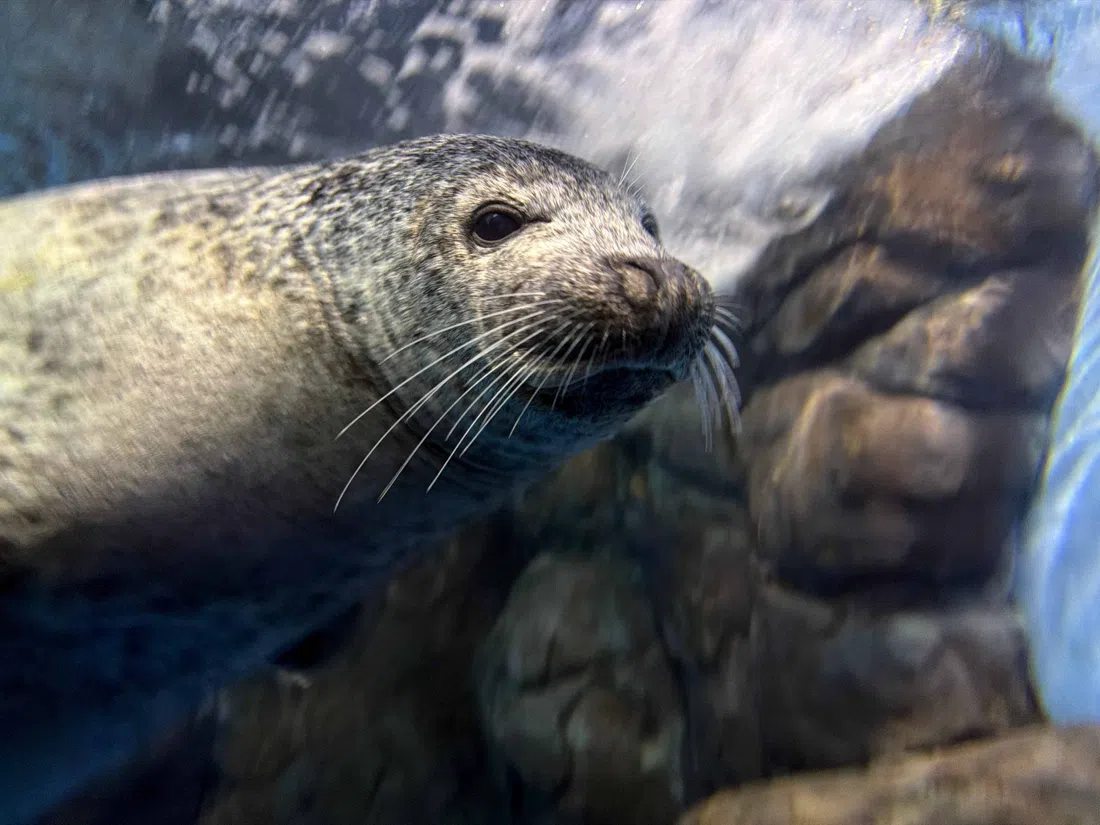 上海海洋水族馆,上海