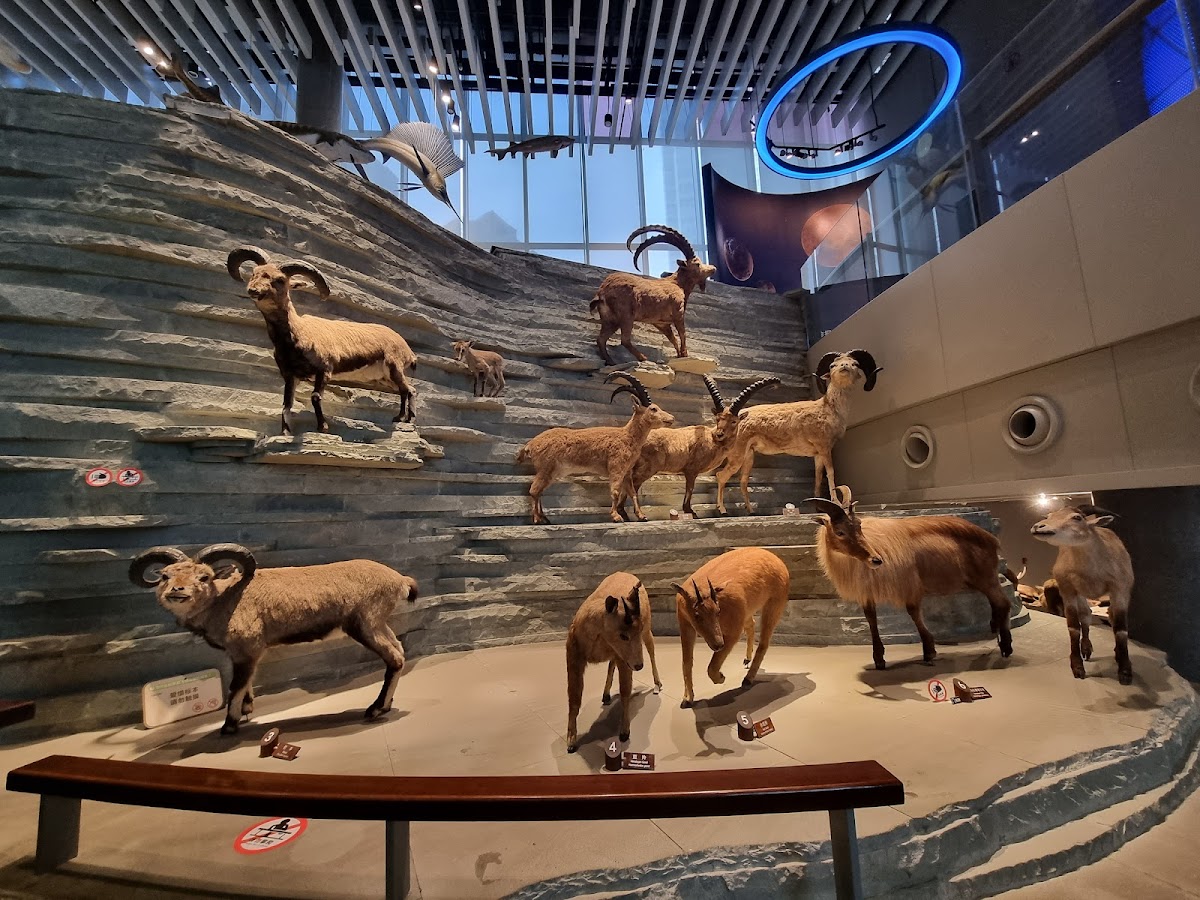 Shanghai Natural History Museum — photo 3